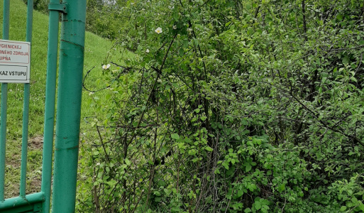 Deň matiek 14.5.2023 - stavanie mája 