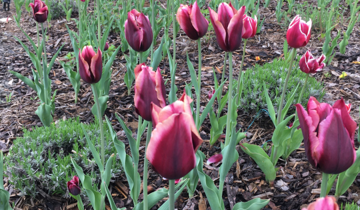 Výsadba tulipánov a narcisov