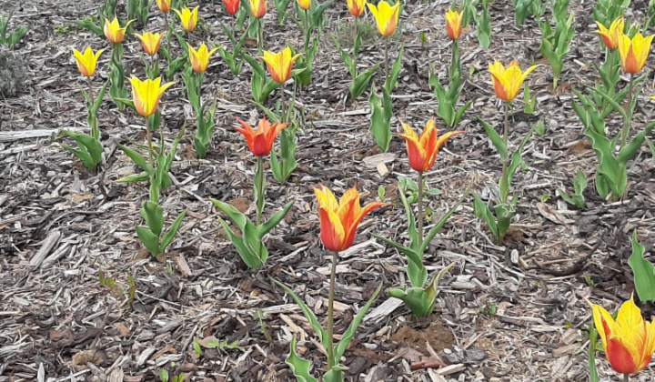 Výsadba tulipánov a narcisov