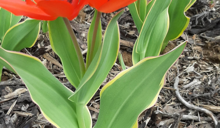 Výsadba tulipánov a narcisov