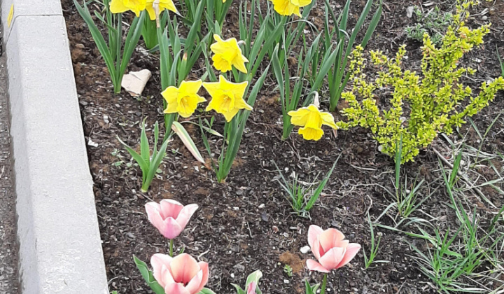 Výsadba tulipánov a narcisov