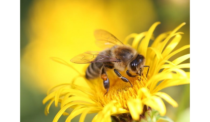 Fotka pre článok OPATRENIA NA ZABEZPEČENIE KONTROLY A ZABRÁNENIA ŠÍRENIA MORU VČELIEHO PLODU