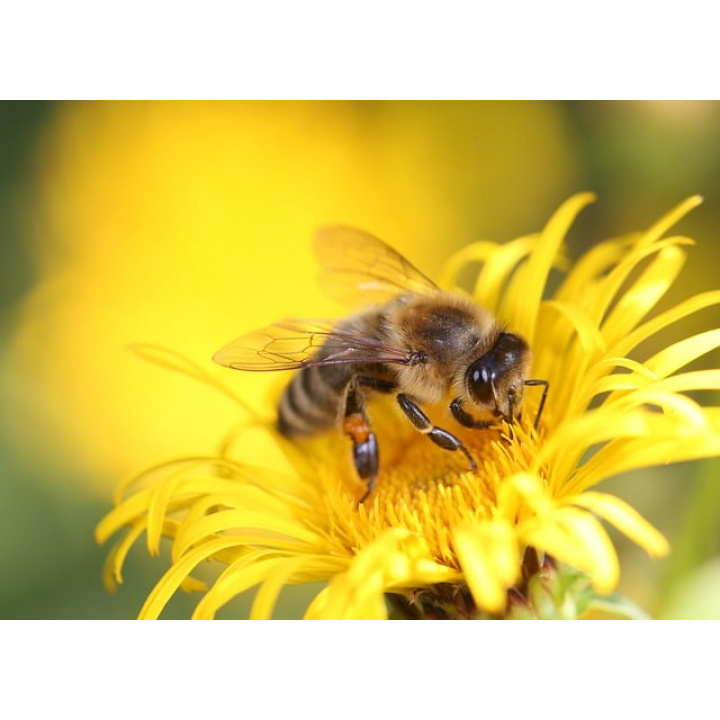 Menšia fotka pre článok OPATRENIA NA ZABEZPEČENIE KONTROLY A ZABRÁNENIA ŠÍRENIA MORU VČELIEHO PLODU